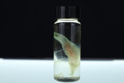 Diaphonized Fetal Beaver