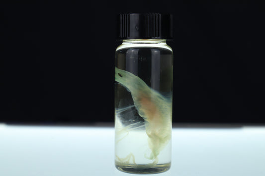 Diaphonized Fetal Beaver