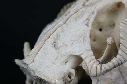 Carved Beaver Skull