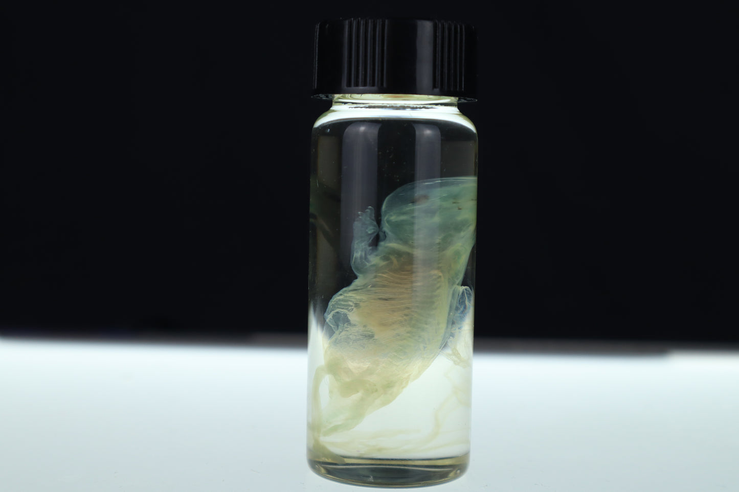 Diaphonized Fetal Beaver