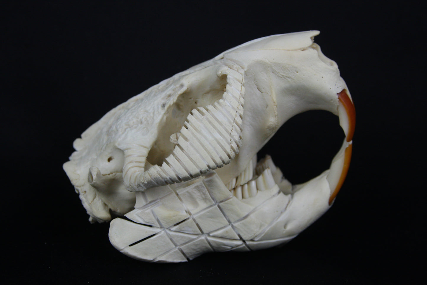 Carved Beaver Skull