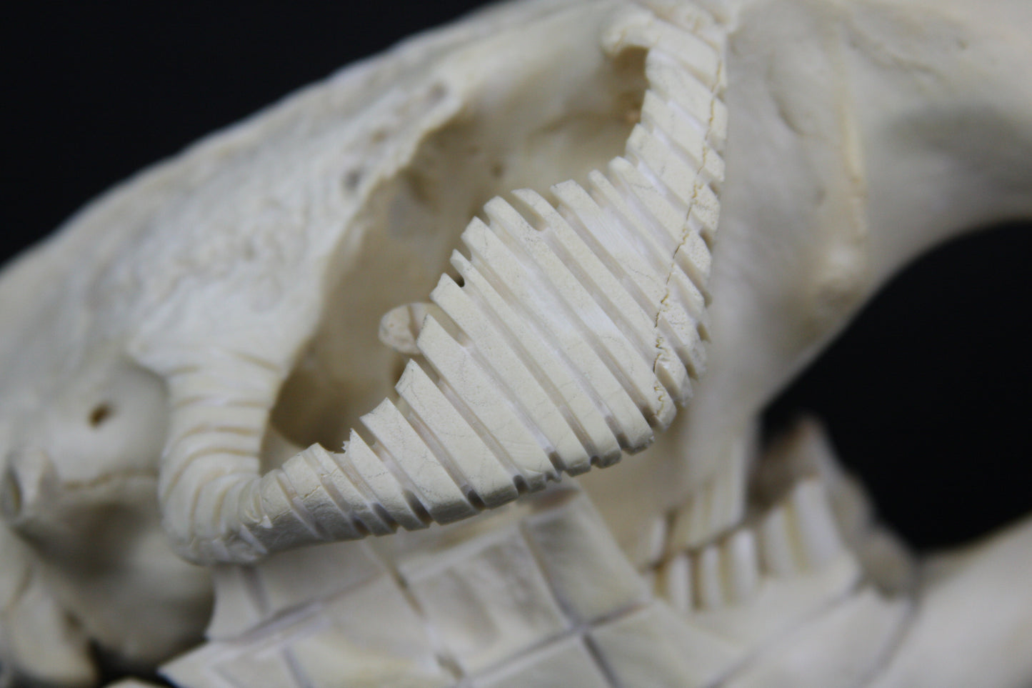 Carved Beaver Skull