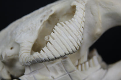 Carved Beaver Skull