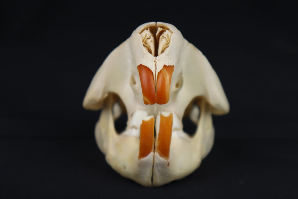 Craft Juvenile Beaver Skull