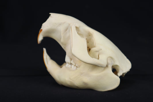 Craft Juvenile Beaver Skull
