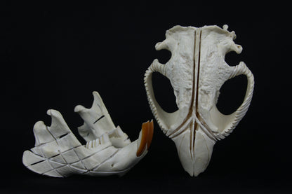 Carved Beaver Skull