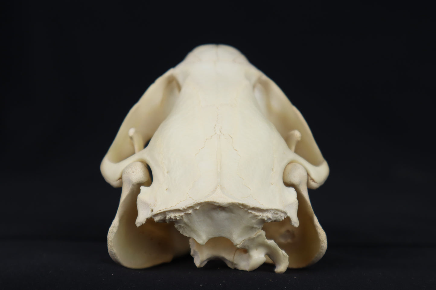 Craft Juvenile Beaver Skull
