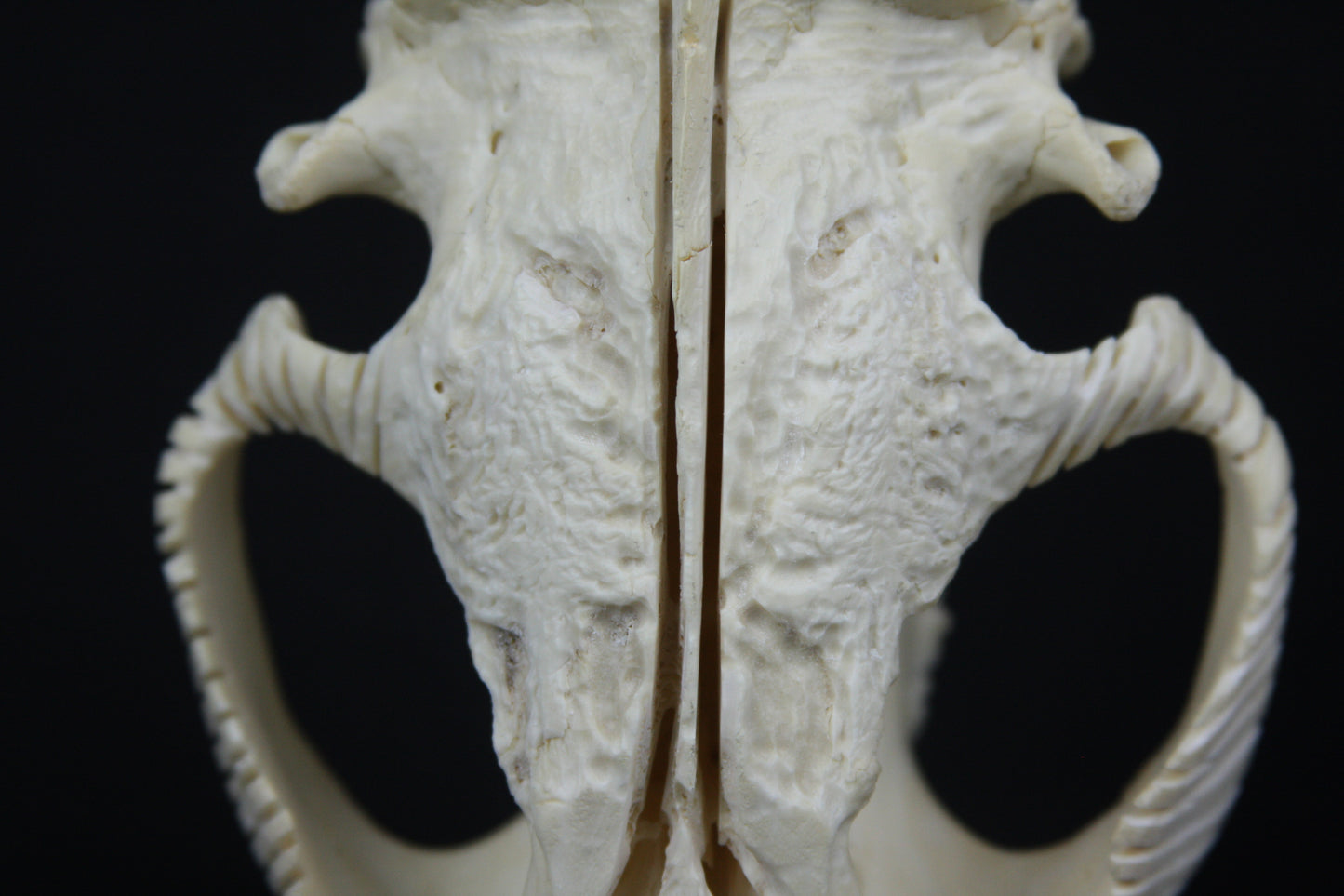 Carved Beaver Skull