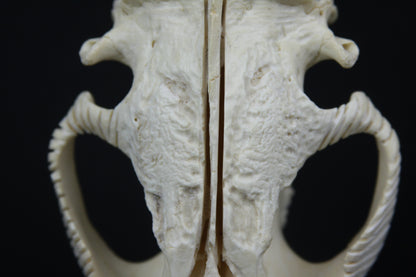 Carved Beaver Skull