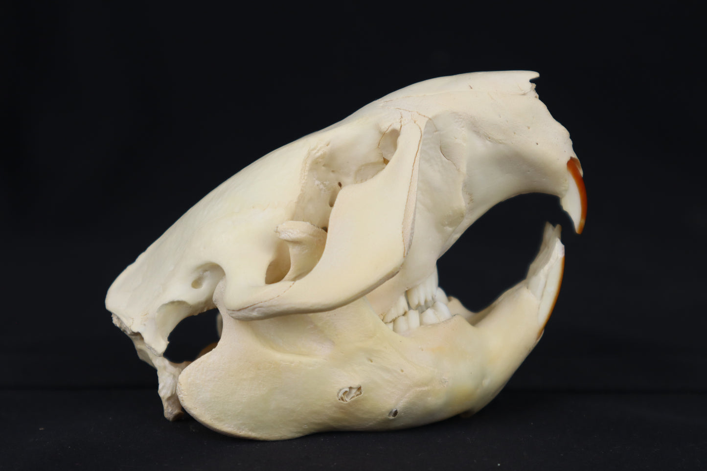 Craft Juvenile Beaver Skull