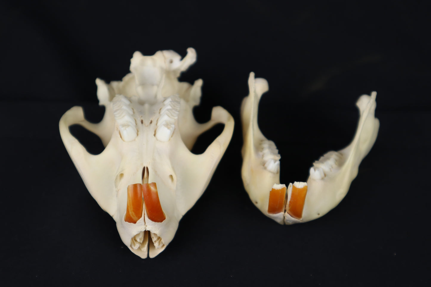 Craft Juvenile Beaver Skull