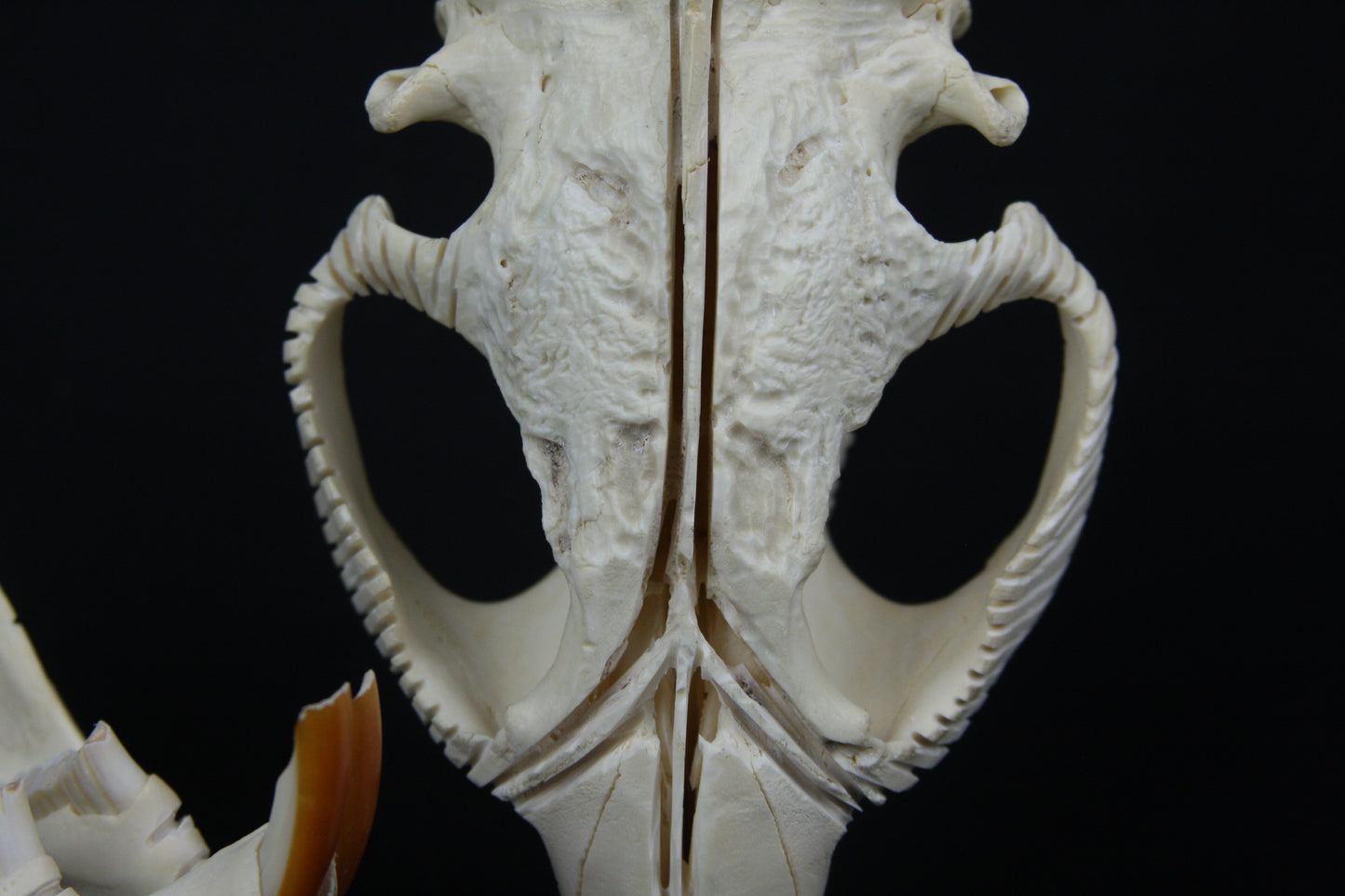 Carved Beaver Skull