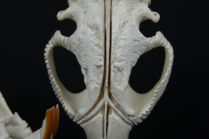 Carved Beaver Skull