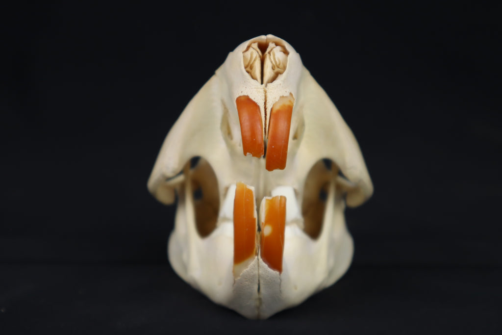 Beaver Skull