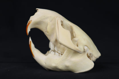 Beaver Skull