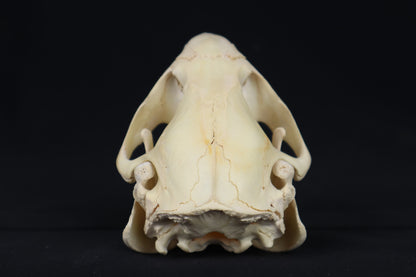 Beaver Skull