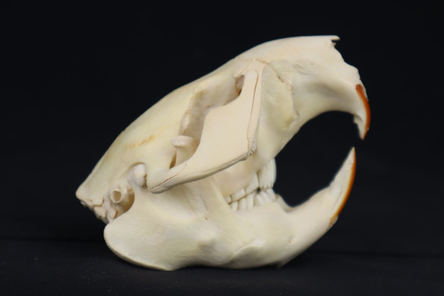 Beaver Skull