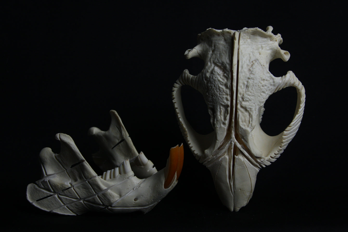 Carved Beaver Skull