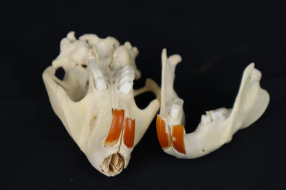 Beaver Skull