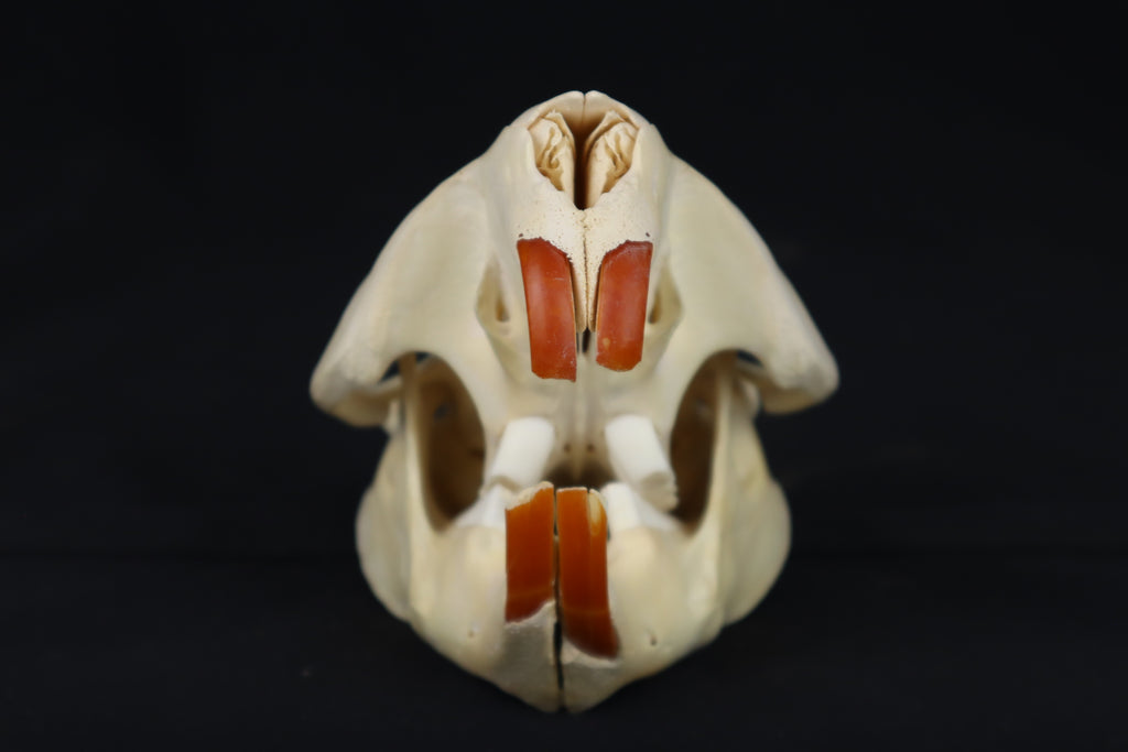 Beaver Skull