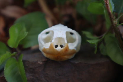 Pathological Red Eared Slider Turtle Skull