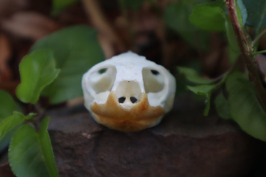 Pathological Red Eared Slider Turtle Skull