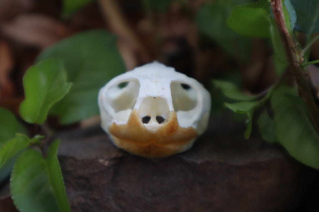 Pathological Red Eared Slider Turtle Skull