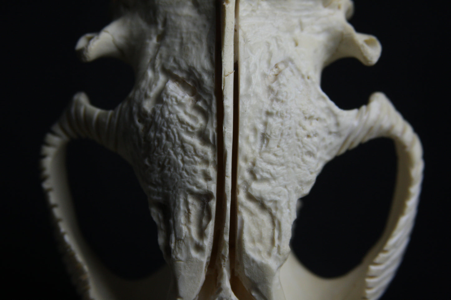 Carved Beaver Skull