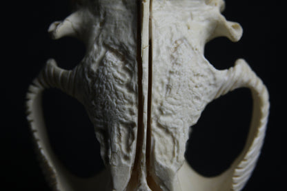 Carved Beaver Skull