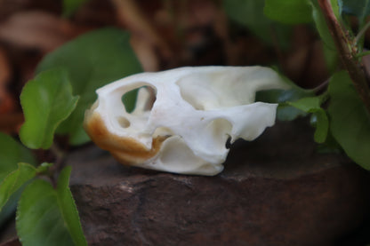 Pathological Red Eared Slider Turtle Skull
