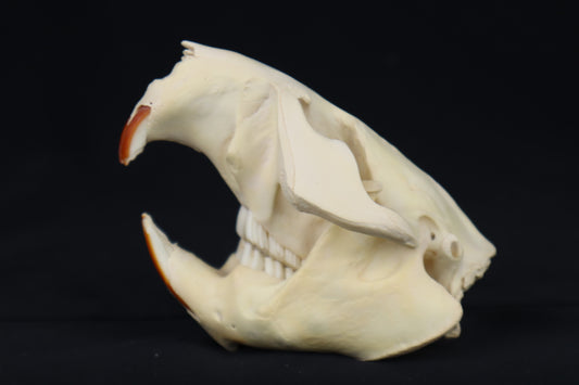 Beaver Skull