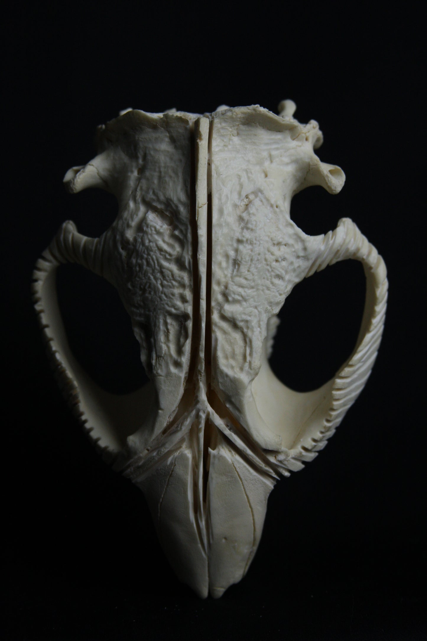 Carved Beaver Skull