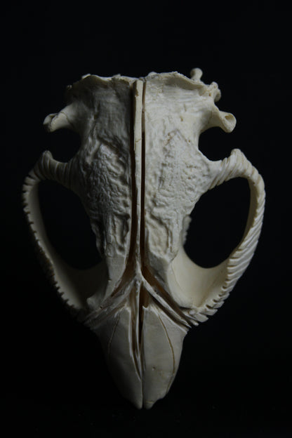 Carved Beaver Skull