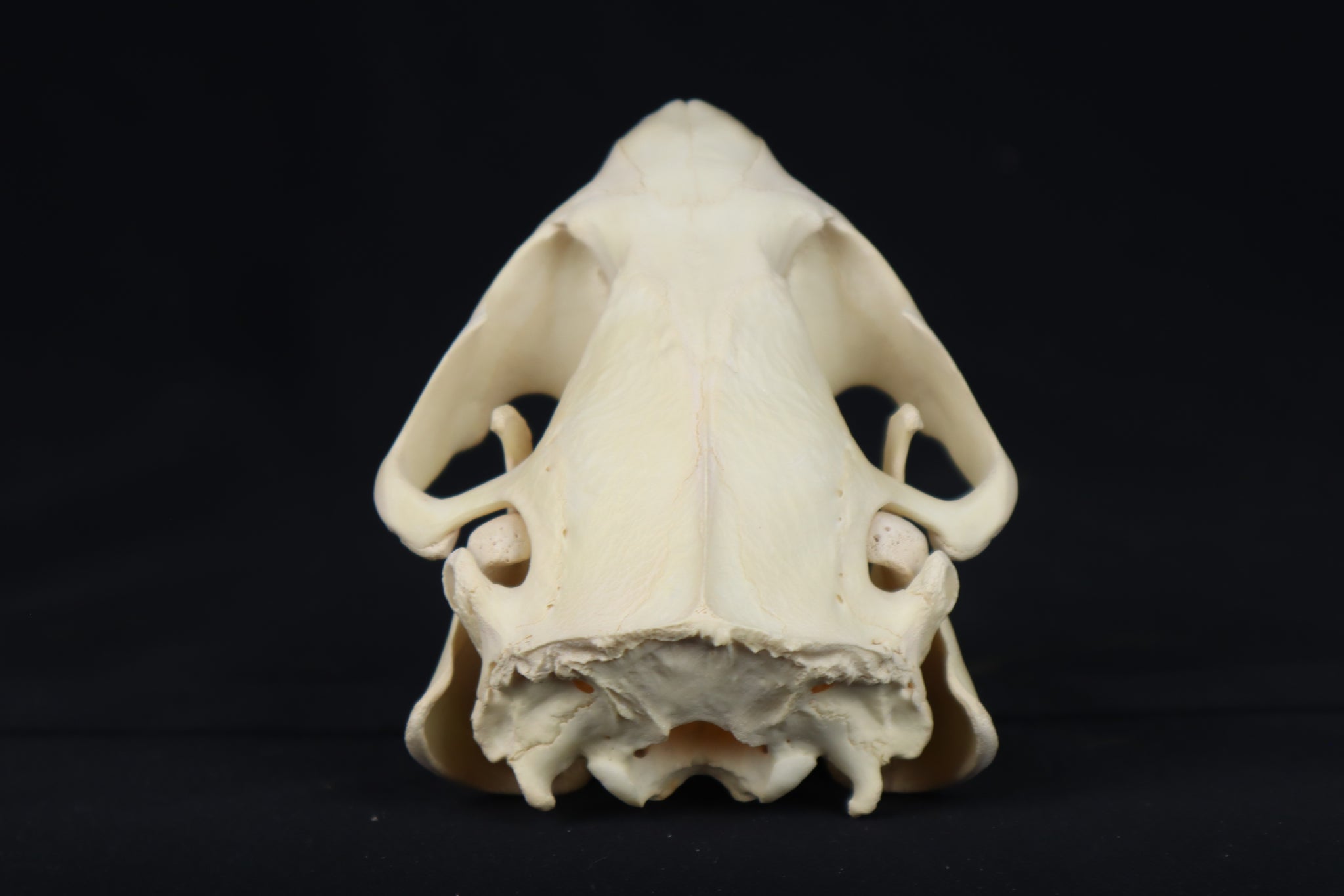 Beaver Skull