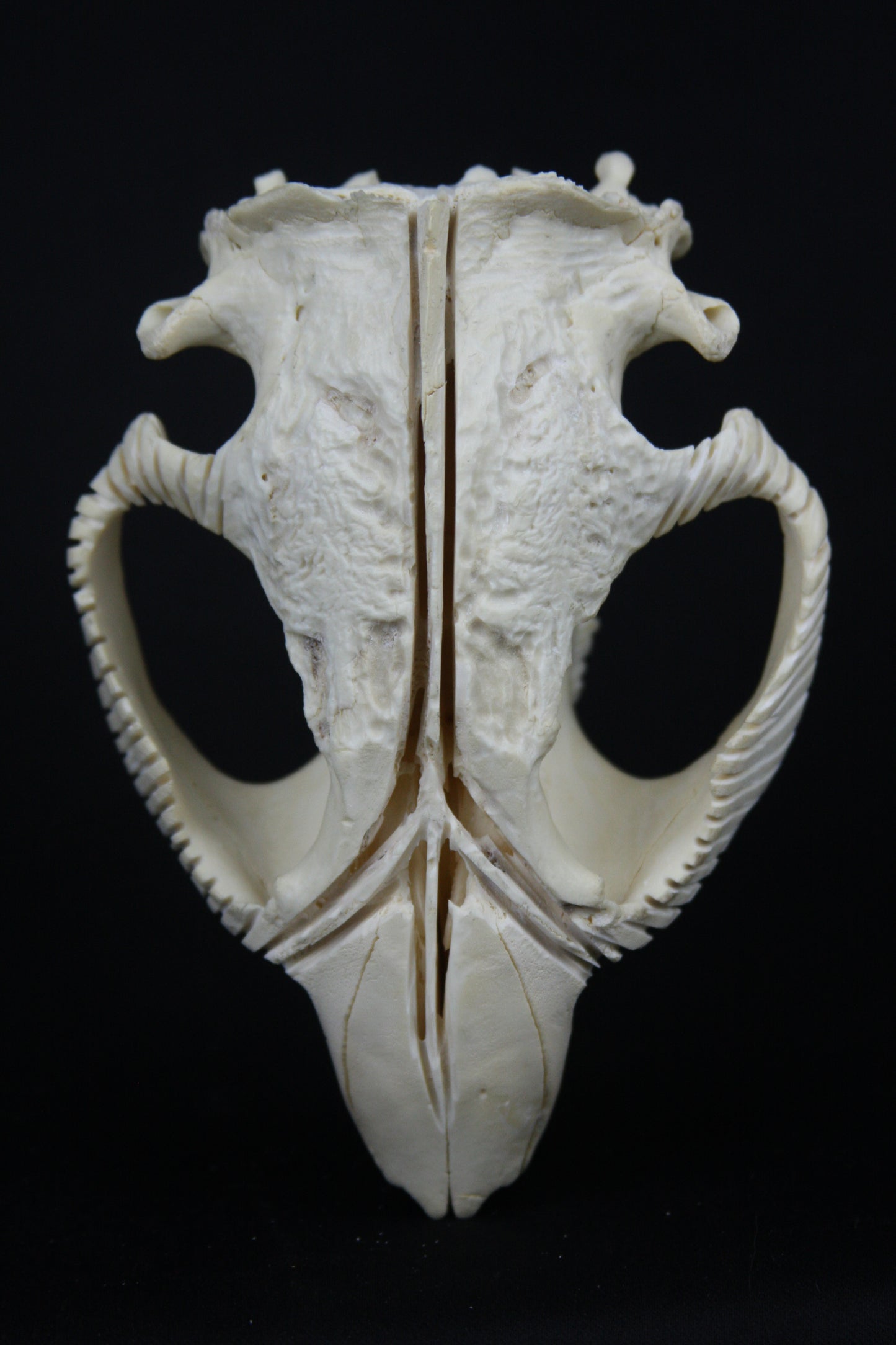 Carved Beaver Skull
