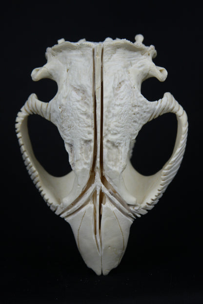Carved Beaver Skull