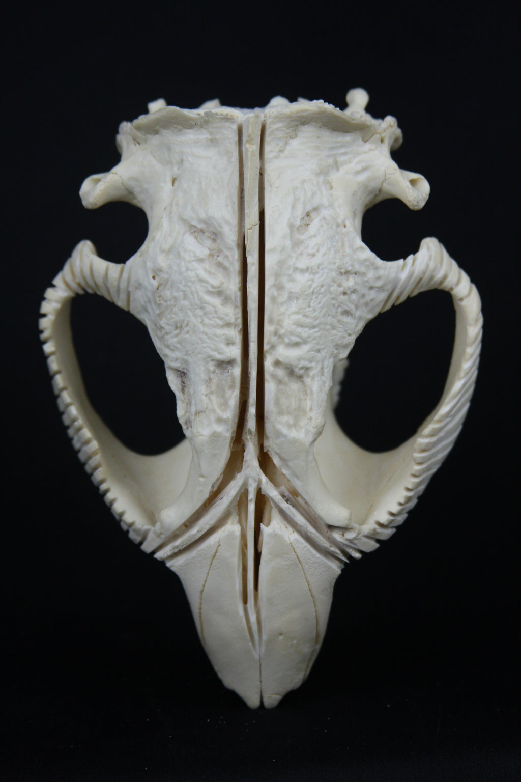 Carved Beaver Skull