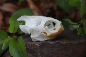 Pathological Red Eared Slider Turtle Skull