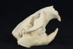 Beaver Skull