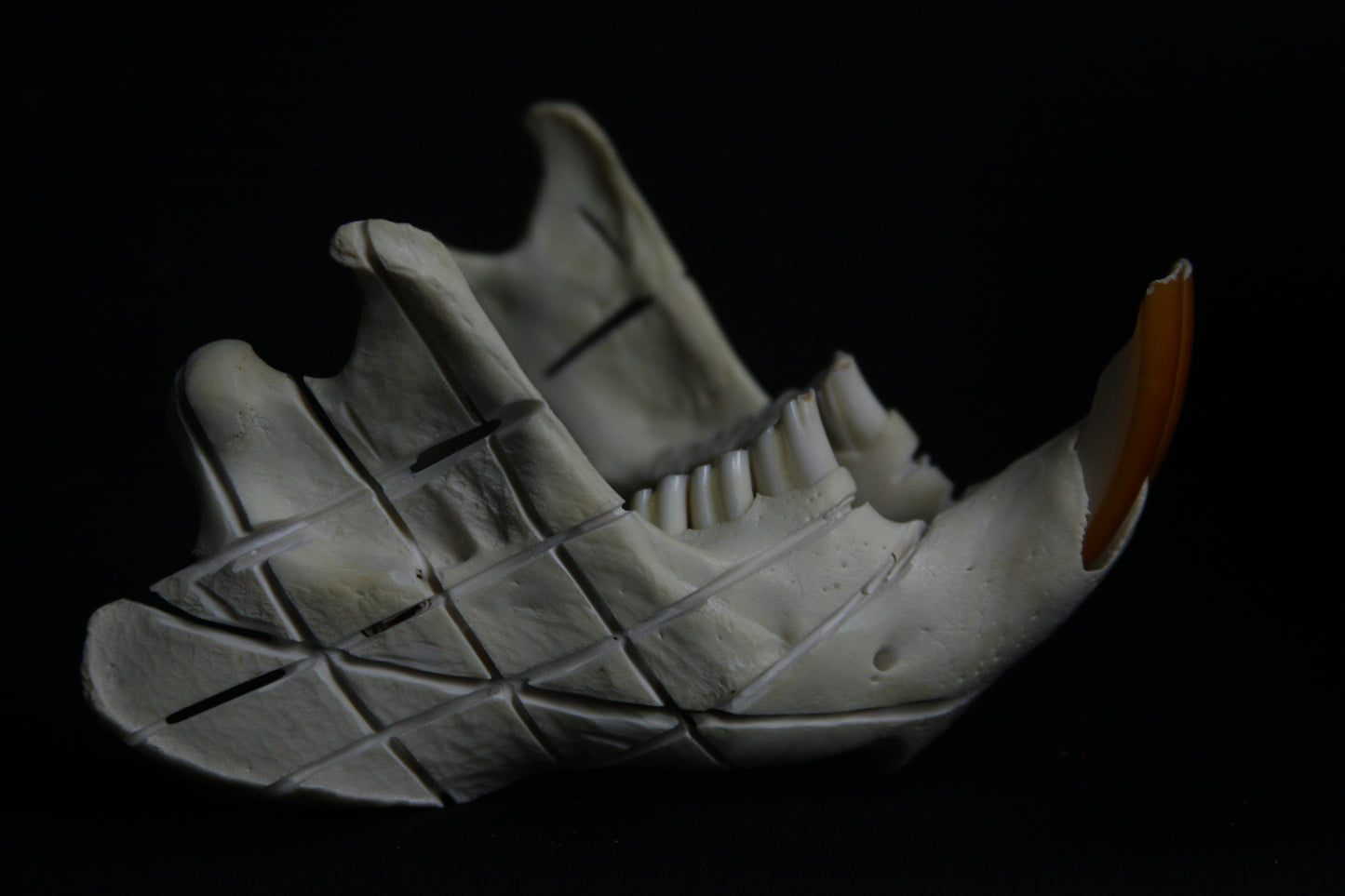 Carved Beaver Skull