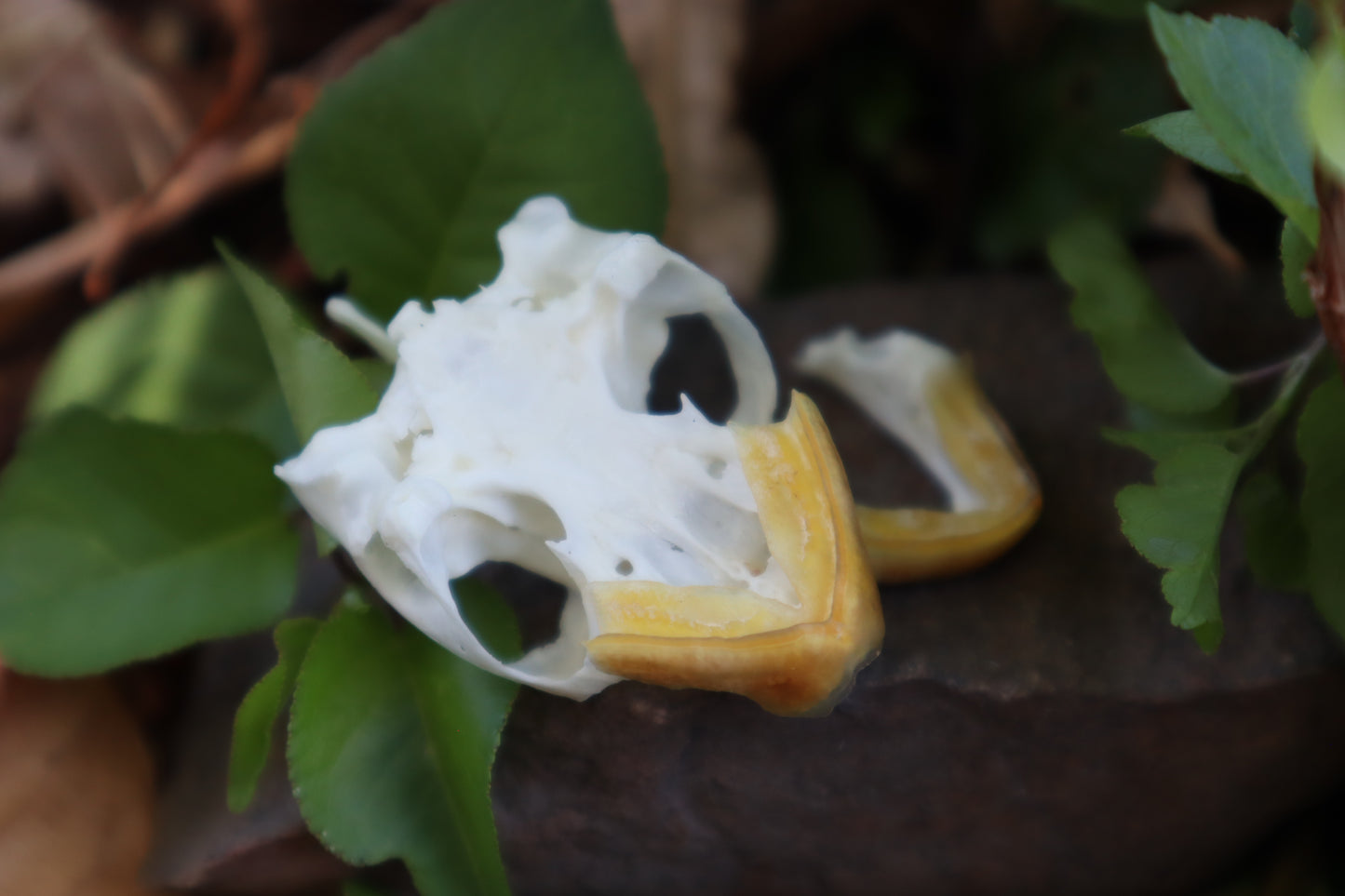 Pathological Red Eared Slider Turtle Skull