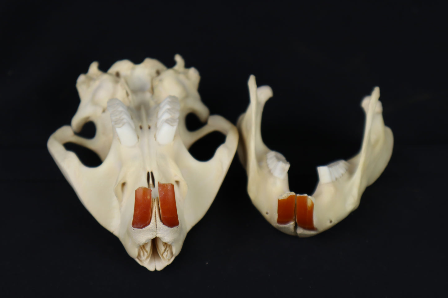Beaver Skull