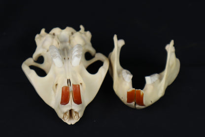 Beaver Skull