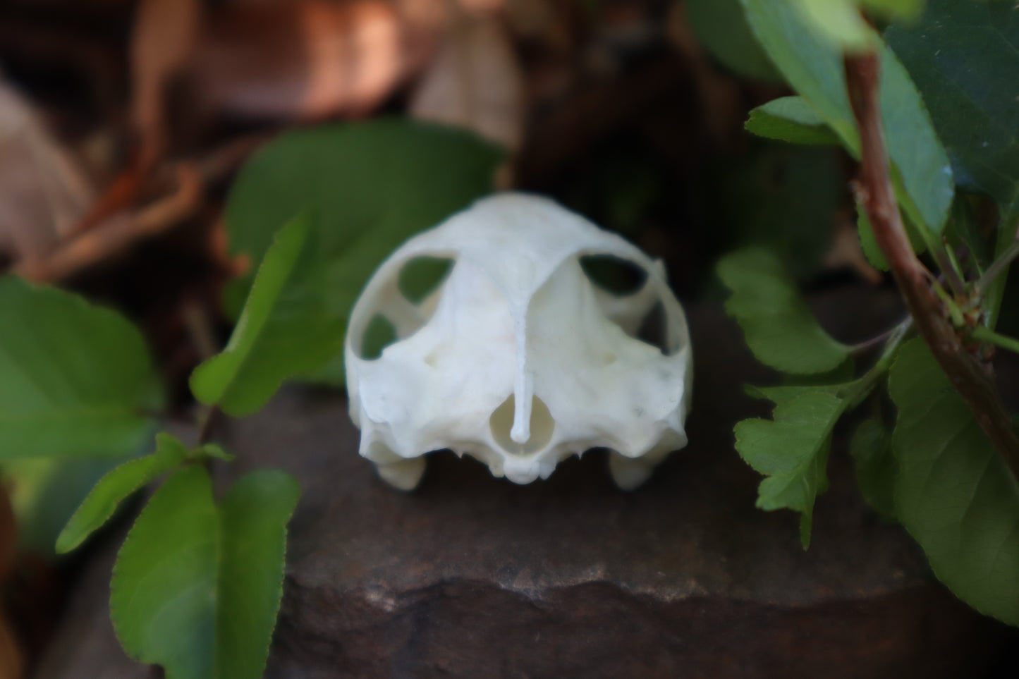 Pathological Red Eared Slider Turtle Skull
