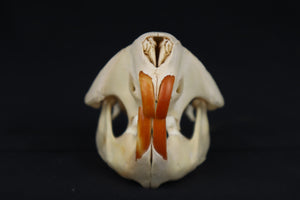 Craft Juvenile Beaver Skull