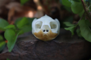 Red Eared Slider Turtle Skull