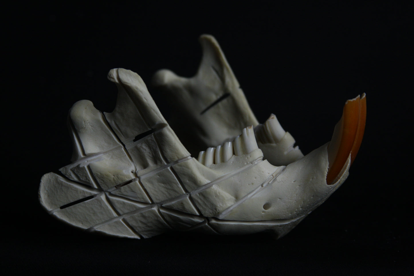 Carved Beaver Skull