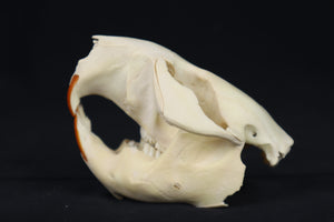 Craft Juvenile Beaver Skull