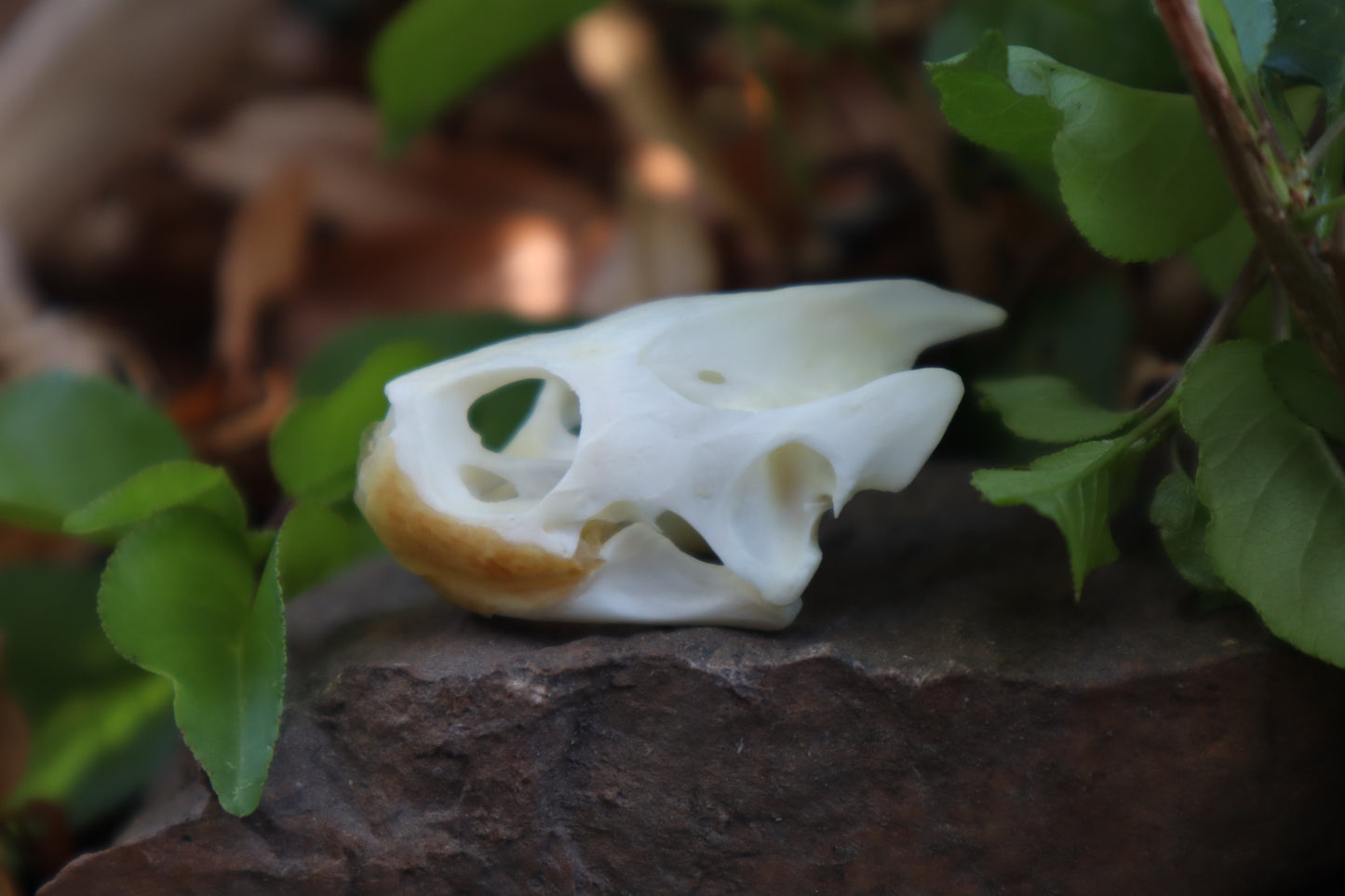 Red Eared Slider Turtle Skull