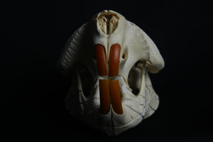 Carved Beaver Skull